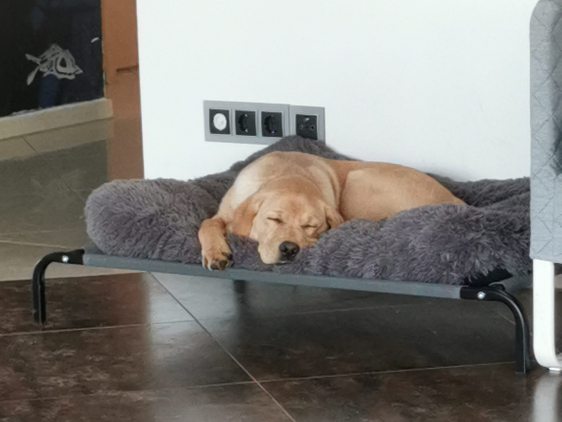 Schlafender Gasthund in der CANIUM Hundetagesstätte