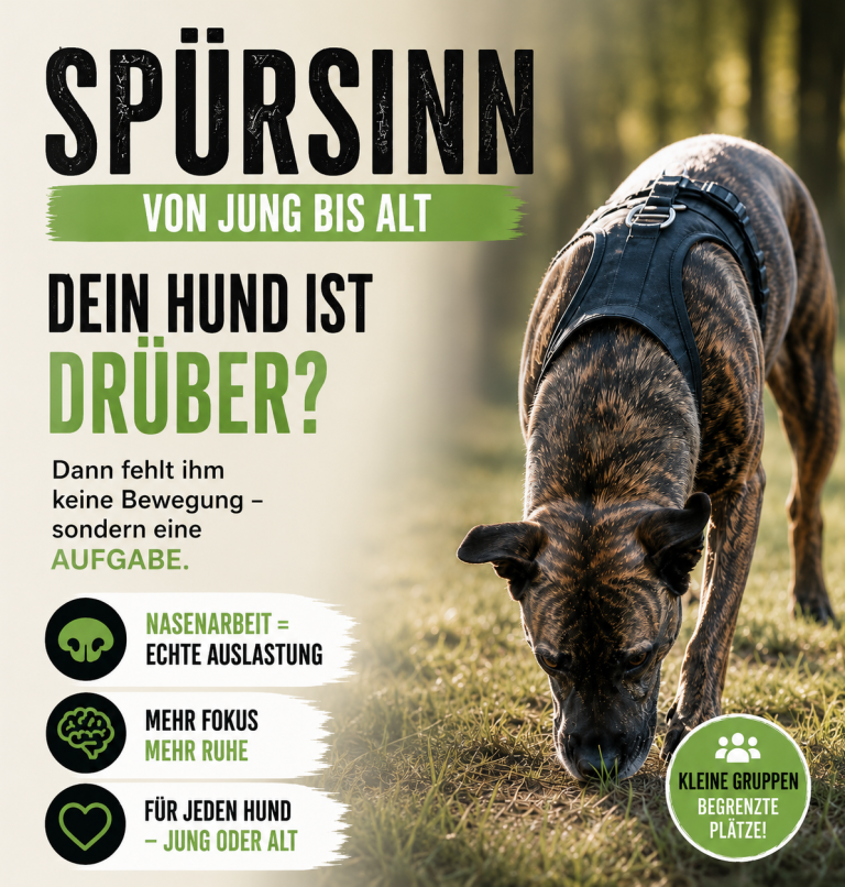 Ein Braun-gestreifter Hund in einem Geschirr, umgeben von Text über Bewegung und Aktivitäten.