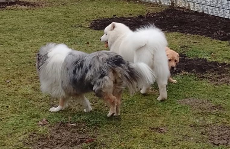 Anmeldung zur Hundebetreuung