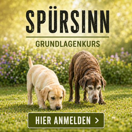 Zwei Hunde schnüffeln auf einer Wiese, umgeben von bunten Blumen.
