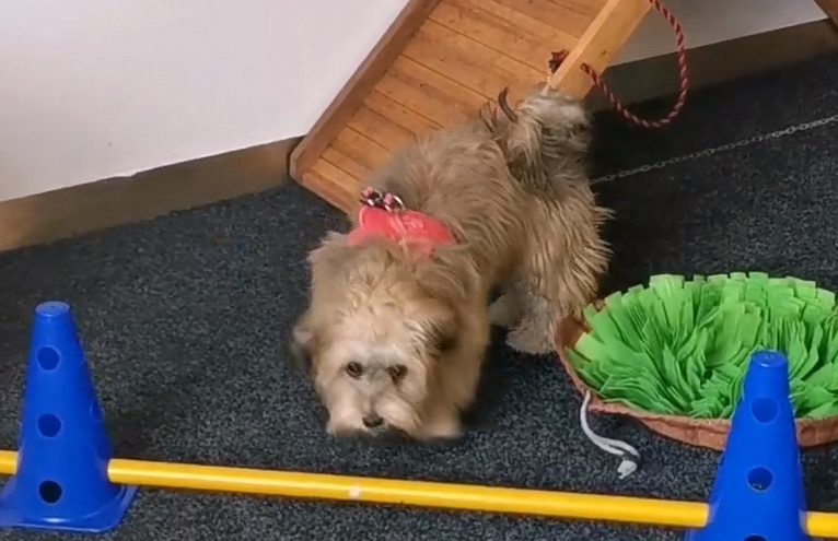 Welpentraining von der 10. bis zur 16. Woche