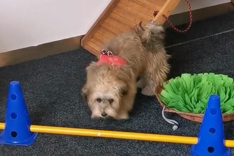 Welpentraining Braunschweig