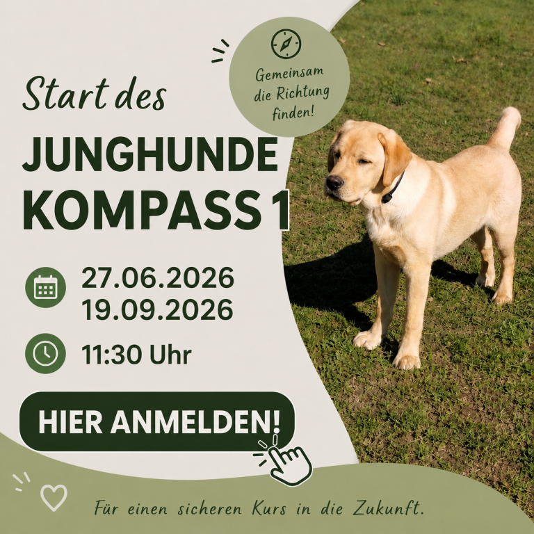 Labradorwelpe auf einer Wiese, Ankündigung für Junghundekurs mit Terminen.