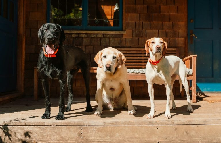 Alltagstraining für erwachsene Hunde