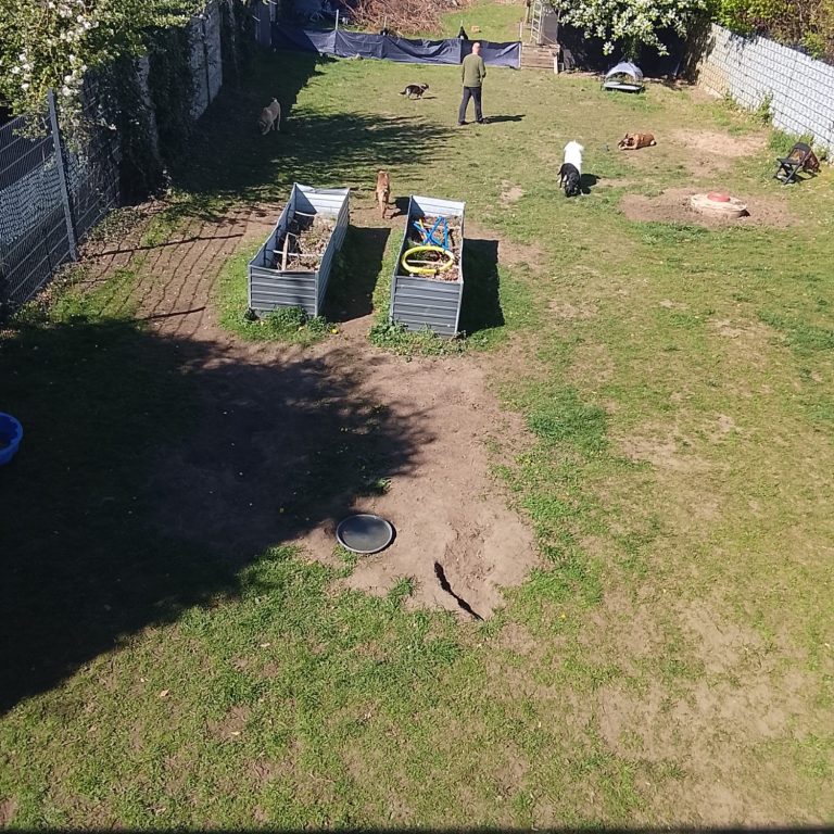 Ein Garten mit zwei Hochbeeten, einer Person und mehreren Tieren im Hintergrund.