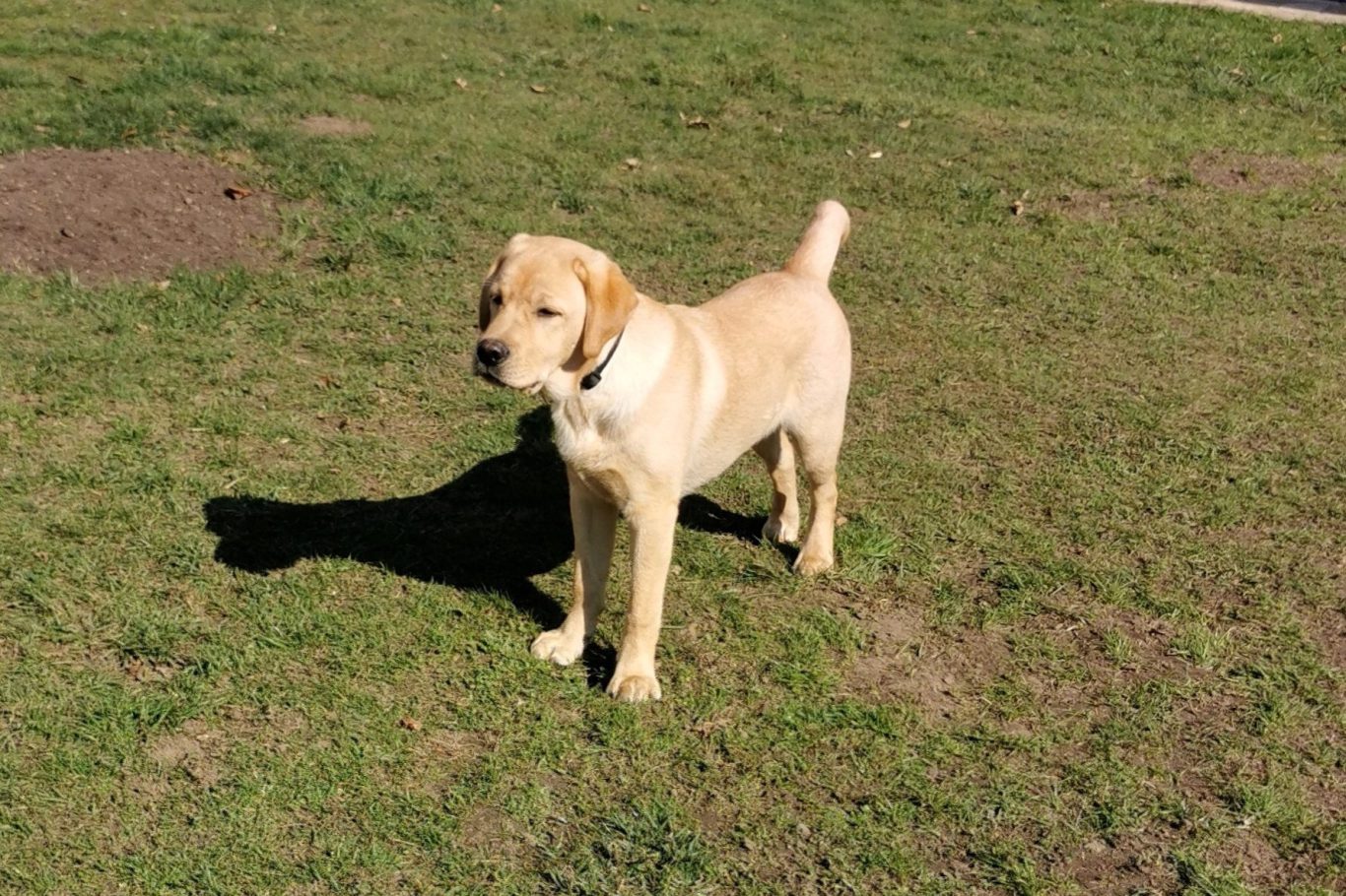 Junghundekurs 2 in Braunschweig