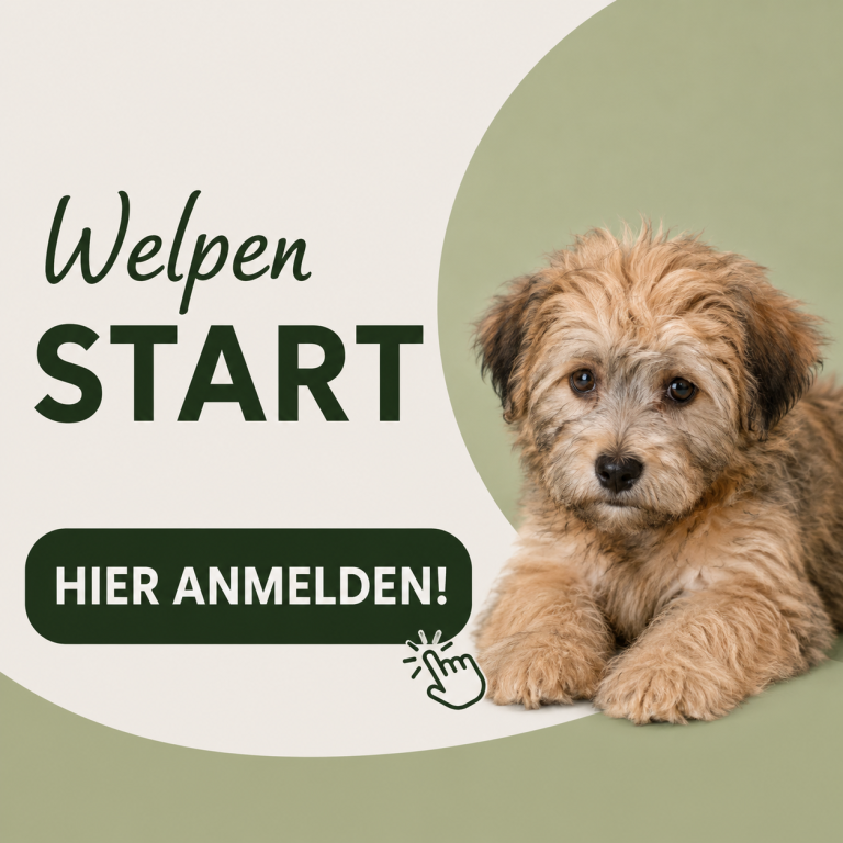 Welpen-Start mit einem süßen, flauschigen Welpen und Anmeldemöglichkeit.