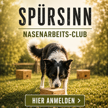 Hund schnüffelt in der Natur, um einen Holzblock zu finden. Text: „Spürsinn Nasenarbeits-Club“.