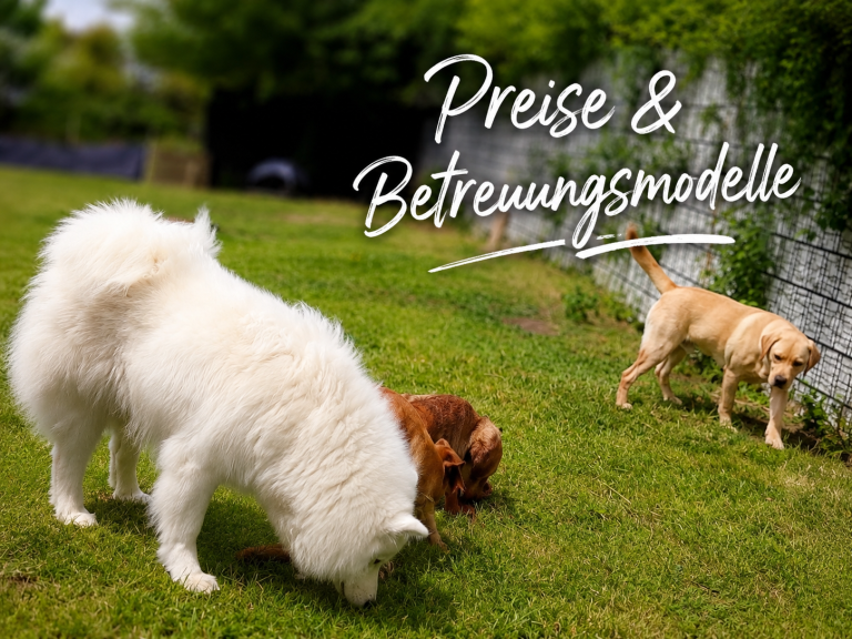 Zwei Hunde auf einer Wiese, ein weißer und ein brauner Hund, mit textlichem Überlagerung.