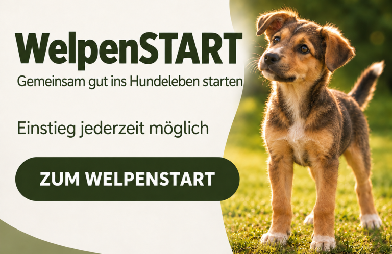 Anmeldung zum nächsten Basis Junghundekurs in Braunschweig