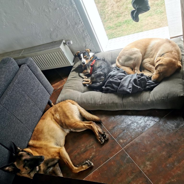 Drei Hunde liegen entspannt auf einem Hundebett und einem Teppich in einem Raum.