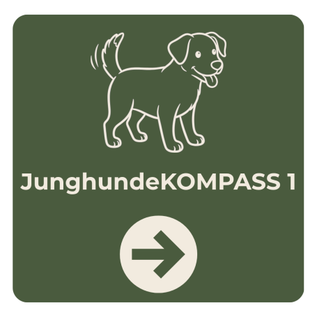 JunghundeKOMPASS 1 unser Basis Junghundekurs in Braunschweig