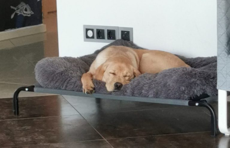 Ein Hund liegt entspannt auf einem Bett mit Kissen in einem hellen Raum.