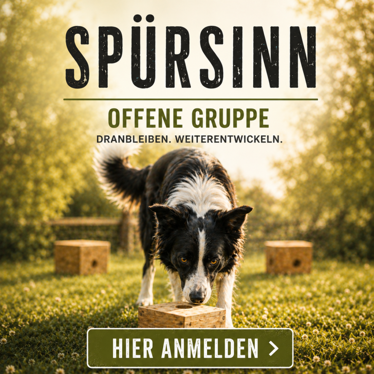 Schwarz-weißer Hund sucht Spuren auf einem grünen Feld mit Holzboxen.