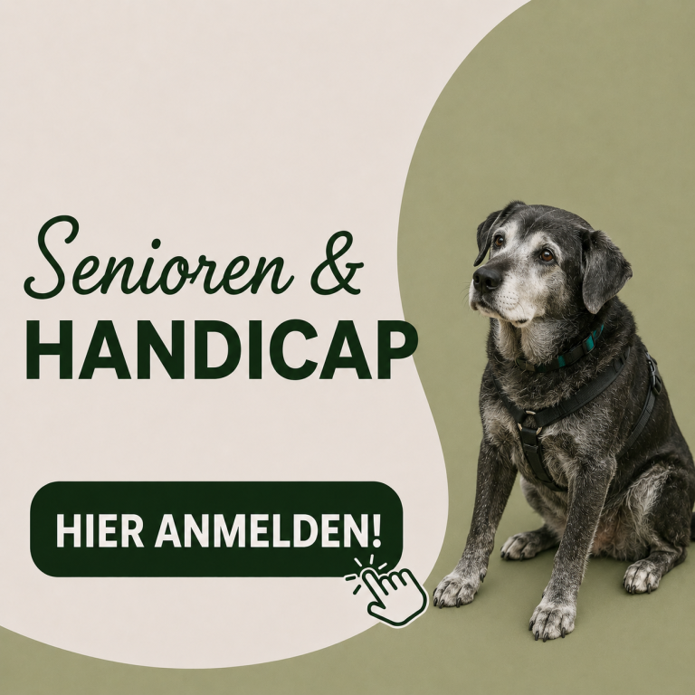 Schwarzer Labrador auf grünem Hintergrund mit Text „Junghunde KOMPASS 2“ und Anmeldeschaltfläche.