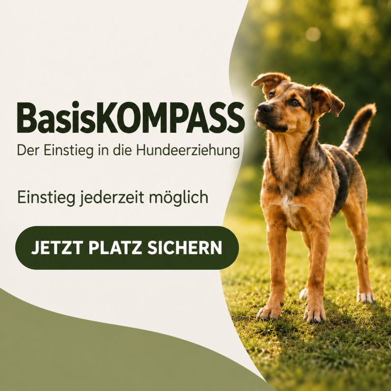Labradorwelpe auf einer Wiese, Ankündigung für Junghundekurs mit Terminen.