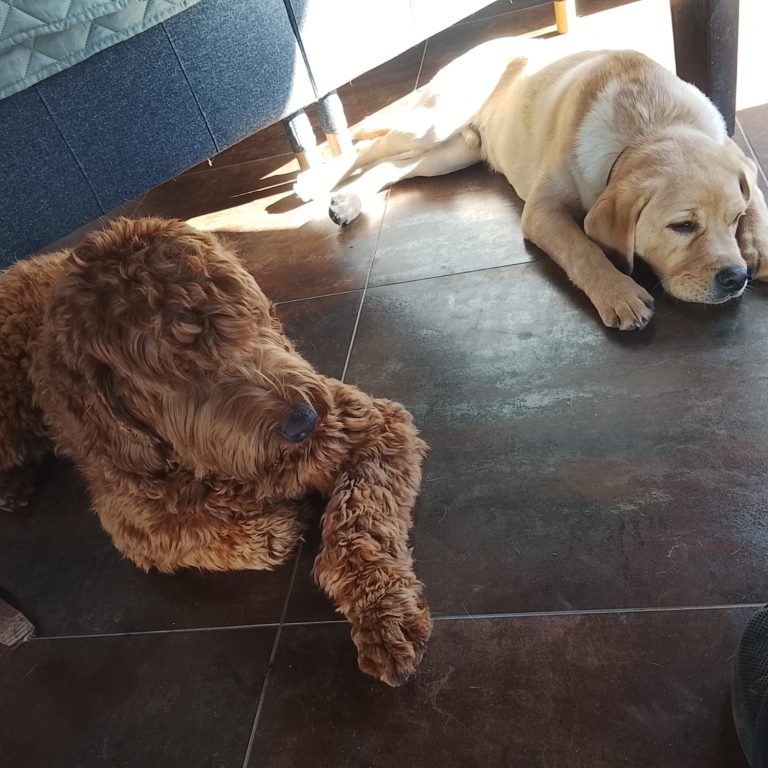 Zwei Hunde liegen entspannt auf dem Boden, einer braun und lockig, der andere hellgelb.