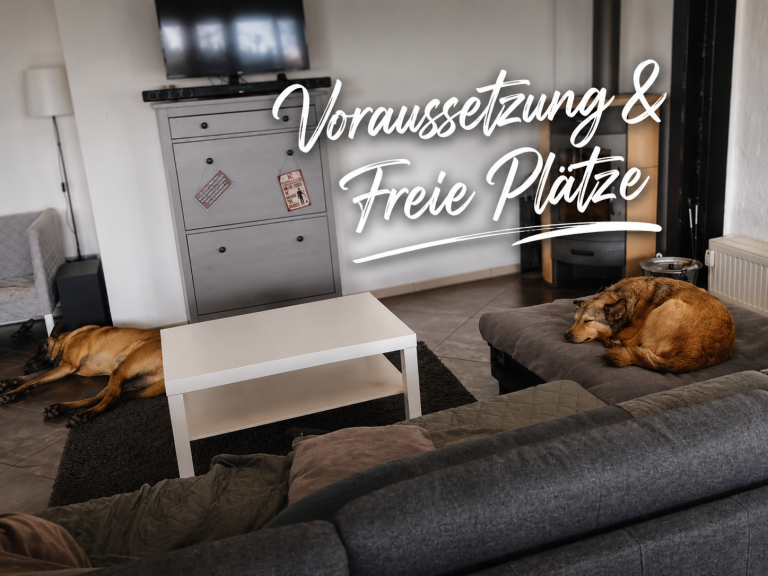 Zwei Hunde liegen auf einem Teppich in einem Wohnzimmer mit einem Tisch und einem Fernseher.