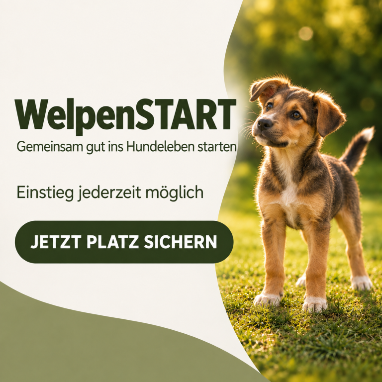 Welpenkurs-Ankündigung mit Daten, Uhrzeit und Anmeldelink, samt einem Hund im Hintergrund.