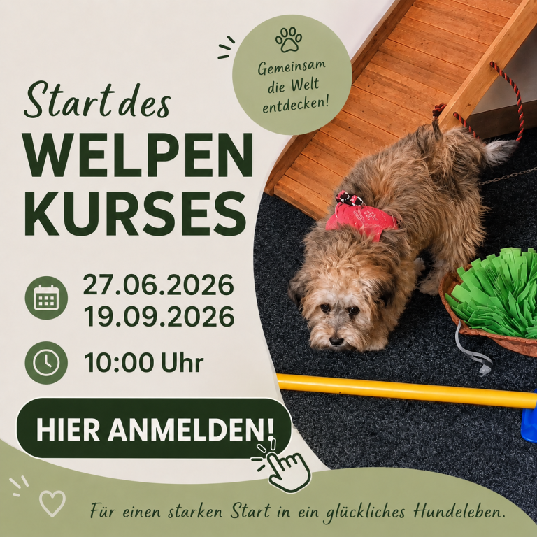 Welpenkurs-Ankündigung mit Daten, Uhrzeit und Anmeldelink, samt einem Hund im Hintergrund.