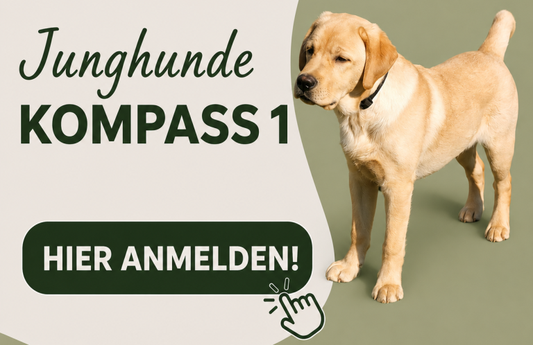 Anmeldung zum nächsten Basis Junghundekurs in Braunschweig