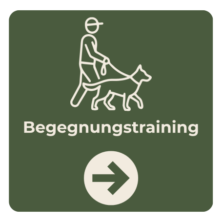 Hundebegegnungen trainieren in Braunschweig