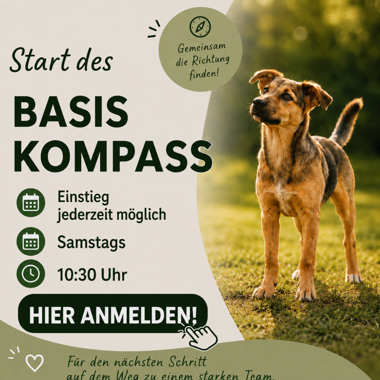 Brauner Hund im Freien, daneben Informationen zum Kurs "Basis Kompass". Anmeldebutton.