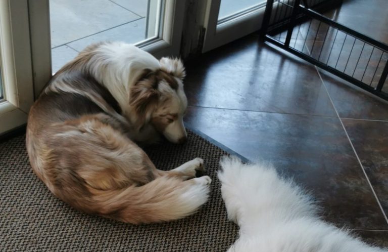 Ein brauner Hund liegt auf einem Bett, umgeben von zwei Kissen.