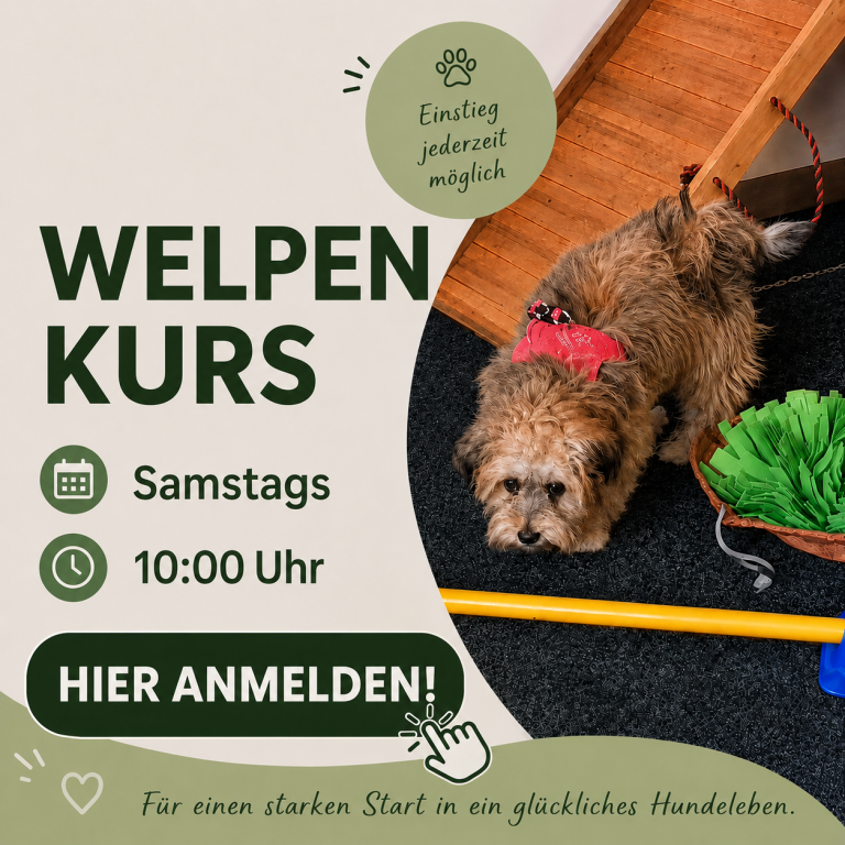 Welpenkurs-Ankündigung mit Daten, Uhrzeit und Anmeldelink, samt einem Hund im Hintergrund.