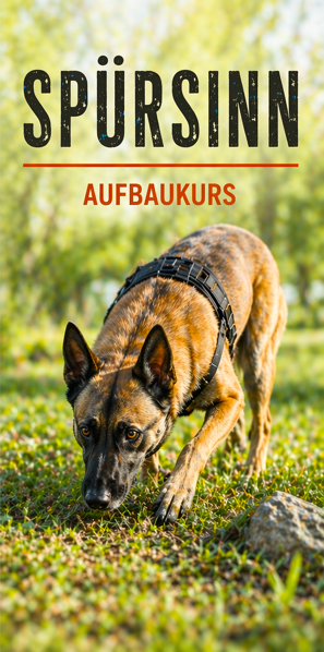 Malinois-Hund schnüffelt am Boden in einer grünen, sonnigen Umgebung.
