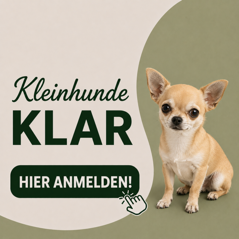 Chihuahua sitzt auf einem grünen Hintergrund mit Text "Klein Hunde KLAR".